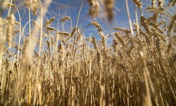 "Para el olvido": finaliza la cosecha de trigo en el centro norte de Santa Fe con una caída de 16,7 quintales en el rinde