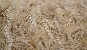 Argentina vuelve a exportar trigo a Estados Unidos