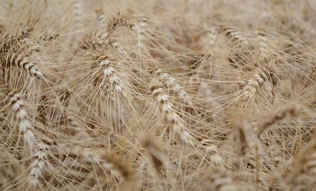 Argentina vuelve a exportar cargamento récord de trigo hacia Estados Unidos.