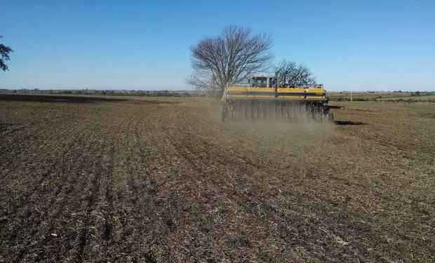 El trigo suma casi 200 mil hectáreas en la zona núcleo.