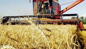 Escenario favorable para aplicar tecnología en trigo y en maíz