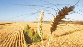 El trigo argentino es el más barato del mundo