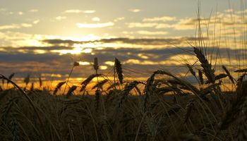 Los agrodolares del trigo y la cebada