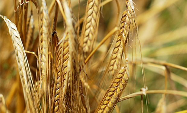 Cosecha de trigo de Australia Occidental subiría 25%