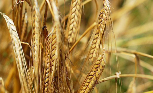 Estiman leve aumento en la siembra de trigo para este año