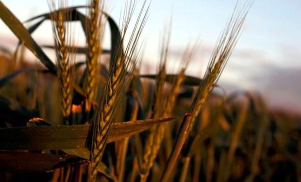 El trigo australiano vuelve a ser uno de los centros de atención de cara a la campaña 2019/20 ya que se enfrenta a otro ciclo de importante sequía.