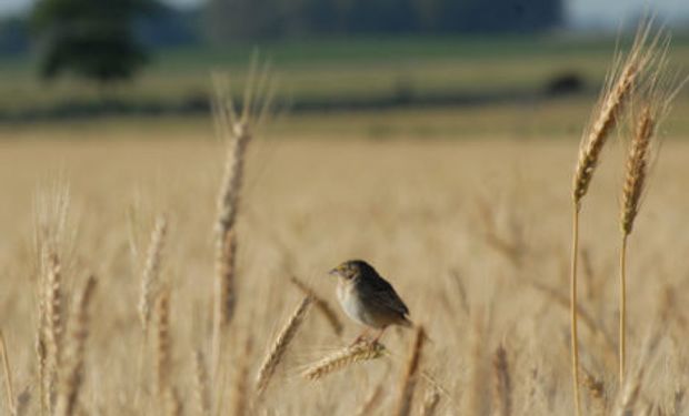 CREA anticipa una producción total de trigo cercana a los 19 millones de toneladas.