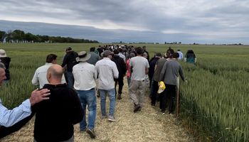 A 25 años del primer trigo Baguette: con 320 plantas por metro cuadrado, este campo es modelo