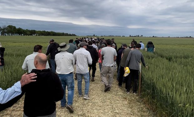 A 25 años del primer trigo Baguette: con 320 plantas por metro cuadrado, este campo es modelo