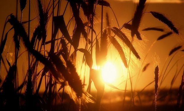 El USDA incrementó la porción de cultivares entre "buenos y excelentes".