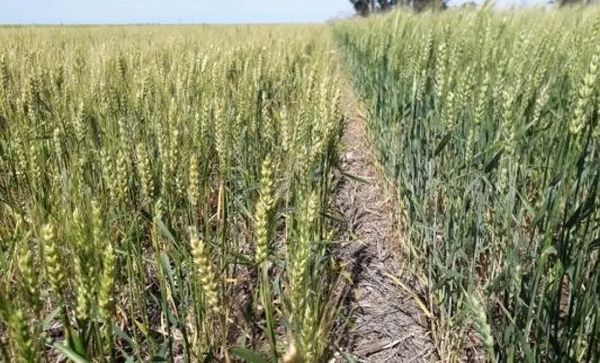 trigo de alto y bajo rendimiento