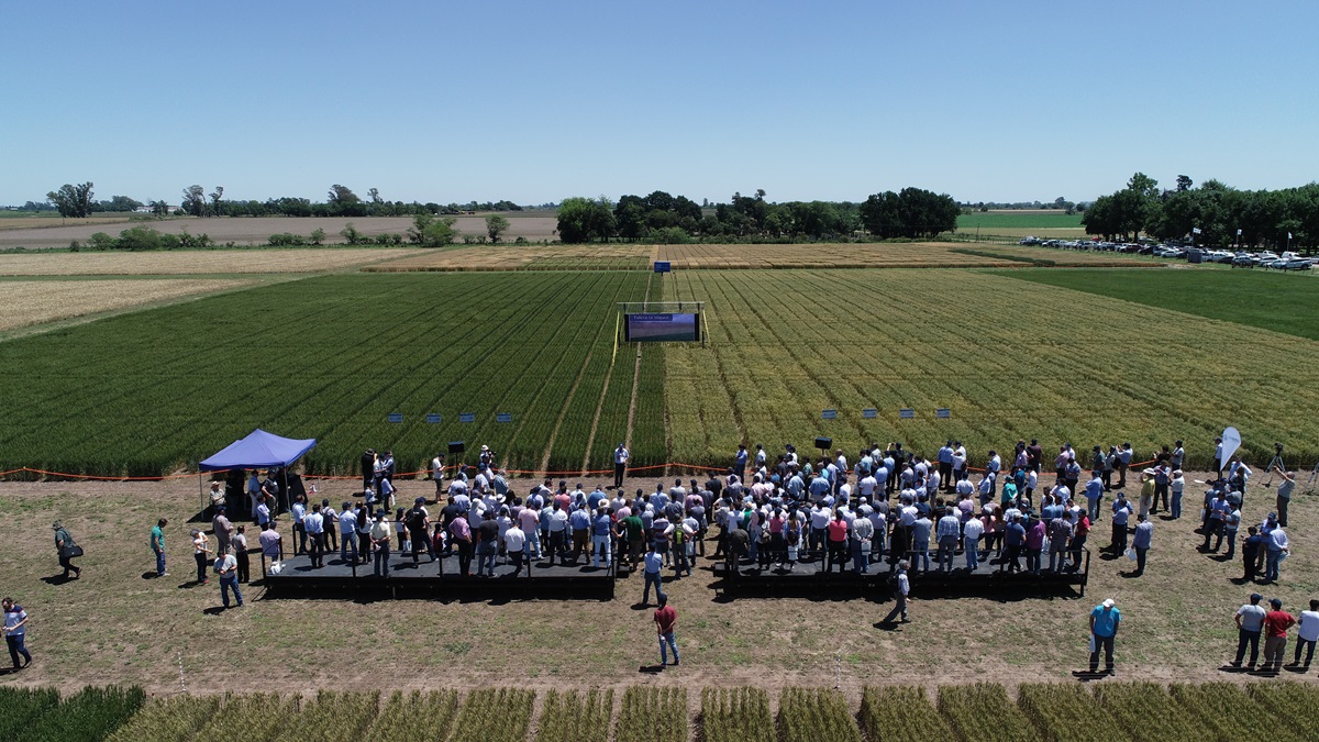 noticiaspuertosantacruz.com.ar - Imagen extraida de: https://news.agrofy.com.ar/noticia/211243/presentan-variedades-trigo-resistente-sequia-que-se-podran-sembrar-2025-se-podra