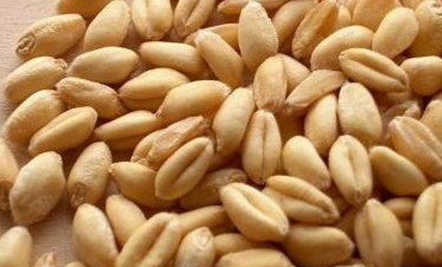 Irán necesita importar 7,5 millones de toneladas de trigo