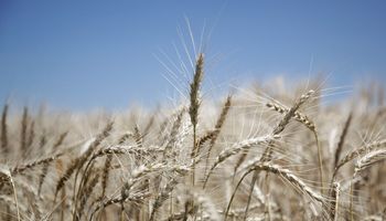 Brasil planteó la necesidad de aumentar la demanda de trigo y acercó posiciones con Buenos Aires
