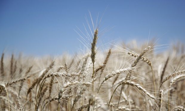 Brasil planteó la necesidad de aumentar la demanda de trigo y acercó posiciones con Buenos Aires