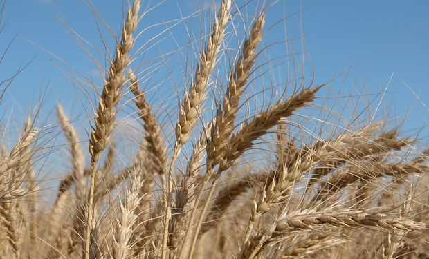¿Escasez de trigo en Brasil? Molinos presionan al gobierno para que levante restricciones sanitarias a Rusia
