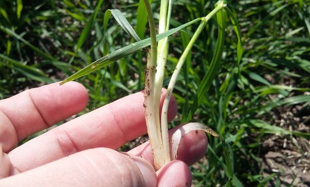 ¿Cómo están las Buenas Prácticas Agropecuarias en Argentina? La experiencia de 5 provincias productoras