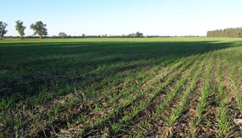 Trigo: Buenos Aires tiene el potencial de concretar una nueva siembra récord