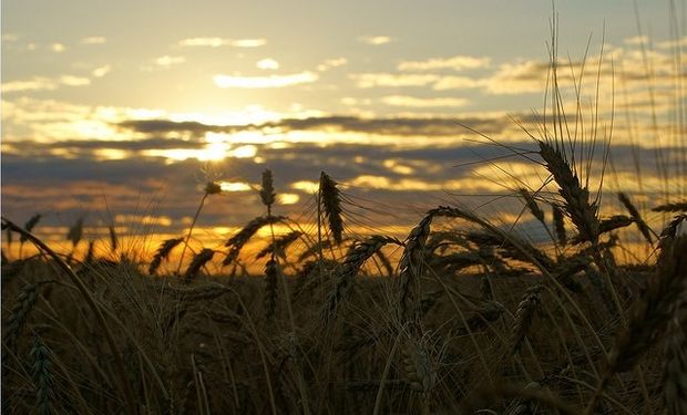 El trigo cerró la semana registrando la caída más pronunciada desde el mes de Julio