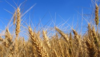 Sudoeste bonaerense: avanza el trigo y retrocede la cebada