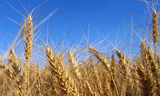 Intención de siembra de cultivos de fina relevada por la Bolsa de Cereales de Bahía Blanca.