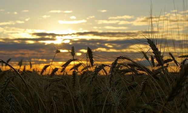 Con el cepo al trigo caen el trabajo y la inversión