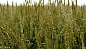 El trigo cae por debajo de los US$ 200: factores alcistas, bajistas y las dudas que inciden en el precio