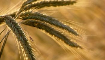 Hacia 2028 los precios de los alimentos se mantendrán bajos