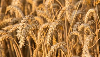 Chicago: importantes subas para el trigo y bajas para soja y maíz en medio de una expectativa de siembra récord
