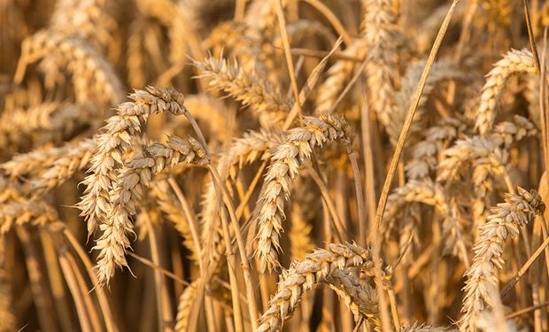 Chicago: importantes subas para el trigo y bajas para soja y maíz en medio de una expectativa de siembra récord