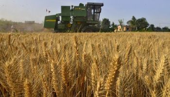 China se posiciona también como un importante comprador de trigo