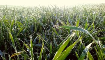 Entre el alivio y las pérdidas irreversibles: relevan el impacto de las recientes lluvias sobre el trigo