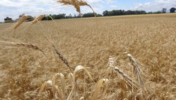Elevan estimación de producción de trigo