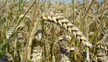 Fuerte suba para el precio del trigo: cómo impactó en el mercado local