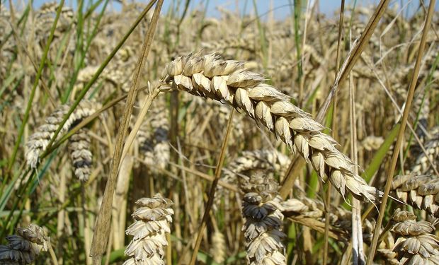 Fuerte suba para el precio del trigo: cómo impactó en el mercado local