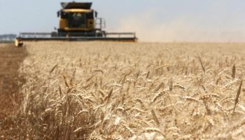 Trigo: los rindes en el sur de Santa Fe superan en un 15% a los del año pasado