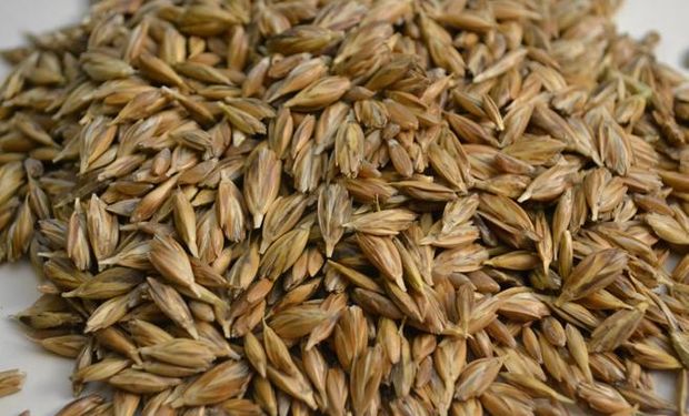 Una decisión de Egipto generó una fuerte baja en el precio del trigo en Chicago