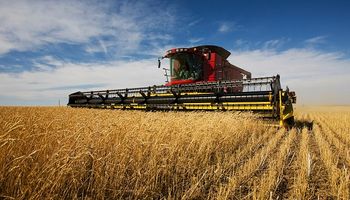 Desplome para el trigo en Chicago: el impacto local fue acotado