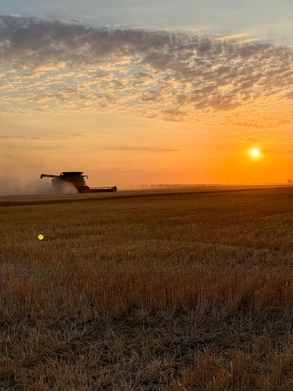 trigo cosecha en argentina