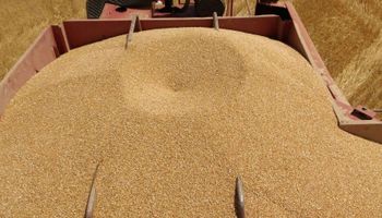Primeros resultados de la cosecha en el sudoeste bonaerense