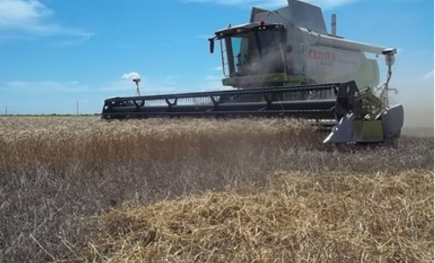 En el norte de Santa Fe el trigo hizo su peor campaña