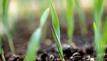 Syngenta se relanza en el mercado de semillas y apuesta a ser un referente en el sector