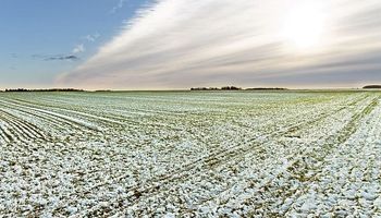 El trigo sube fuerte: las temperaturas heladas en las planicies estadounidenses avivaron las subas de los granos