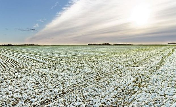 El trigo sube fuerte: las temperaturas heladas en las planicies estadounidenses avivaron las subas de los granos