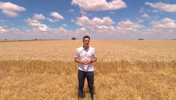 ¿Cambió el escenario para el trigo? La visión de la empresa líder que ya vende más de 500.000 bolsas y un cambio global que incentiva la siembra en Argentina