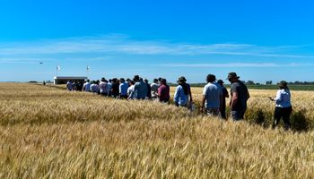 Las nuevas variedades de trigo que rinden hasta 350 kg más por hectárea