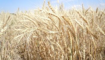 El trigo muestra dos realidades