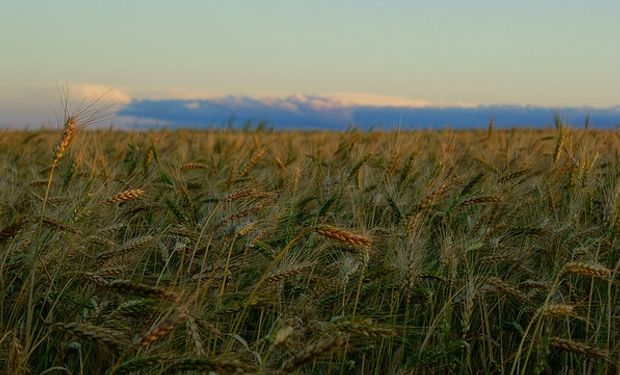 El mal clima afecta al trigo en EE.UU.