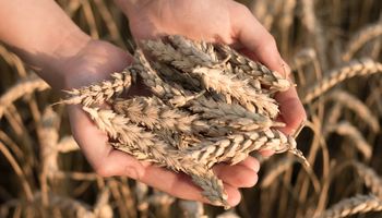 Sube fuerte el precio del trigo: las razones detrás del máximo de dos años