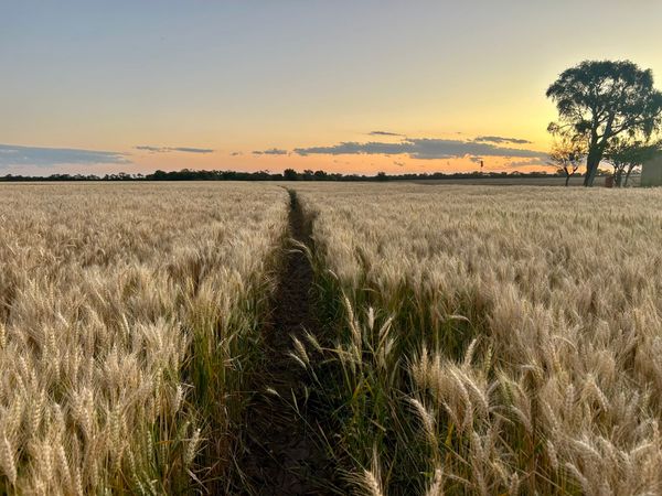 trigo en argentina 2025